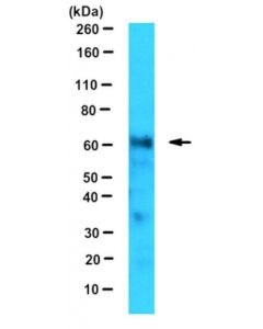 Millipore Anti-Fancc Antibody, Clone 8f3