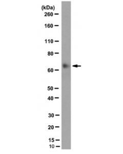 Millipore Anti-Birc2/Iap-2, Clone 1e1-1-10 Antibody