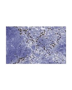 Millipore Anti-Rtn4ip1 Antibody, Clone Nimp&#8208;R14