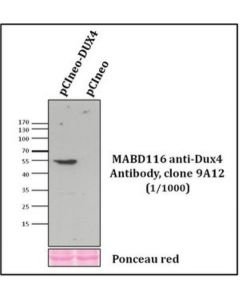 Millipore Anti-Dux4 Antibody, Clone 9a12