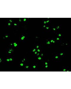 Millipore Anti-Oct-4 Antibody, Clone 9b7