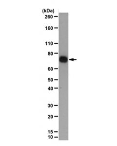 Millipore Anti-Limd1 Antibody, Clone 3f2/C6