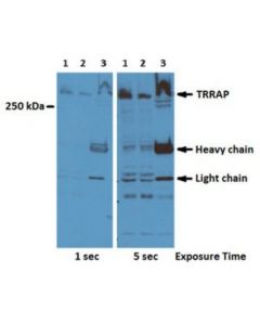 Millipore Anti-Trrap Antibody, Clone 2trr-1b3