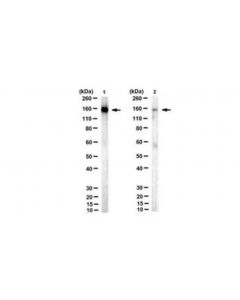 Millipore Anti-Acetyl Smc3 Antibody (Lys105/106), Clone 21a7