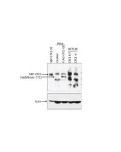 Millipore Anti-Cst Complex Subunit Ctc1 Antibody, Clone C482