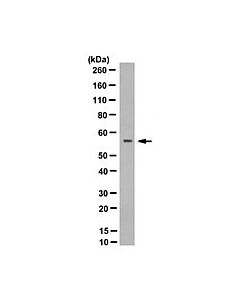 Millipore Anti-Rag-2 Antibody, Clone 39
