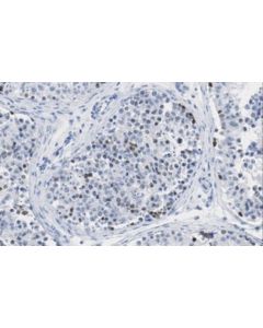 Millipore Anti-Pasd1 Antibody, Clone 2alcc136 (Pasd1-1)