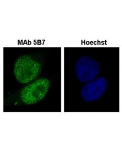 Millipore Anti-Brg1/Baf190a Antibody, Clone 5b7