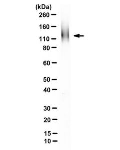 Millipore Anti-Zp-2 Antibody, Clone Ie-3