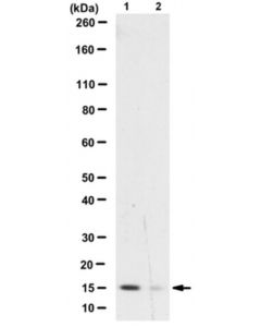 Millipore Anti-Dimethyl-Phospho Histone H3 (Lys9/27)/(Ser10/28) Antibody,