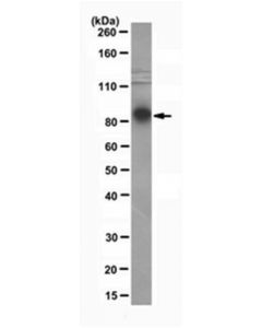 Millipore Anti-Ago2 Antibody, Clone 11a9