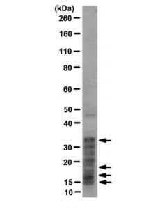 Millipore Anti-Histone Antibody, Pan, Clone F152.C25.Wjj