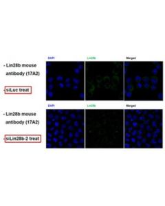 Millipore Anti-Lin-28b, Clone 17a2 Antibody