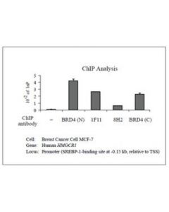 Millipore Anti-Brd4 Antibody, Clone 1f11