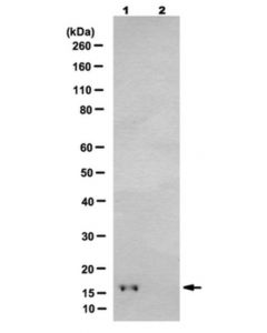 Millipore Anti-Phospho Histone H3 (Thr32), Clone 6c7g12 Antibody