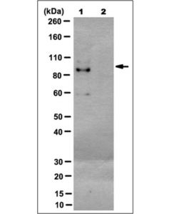 Millipore Anti-Nfe2-Related Factor 1/Nrf1 Antibody, Clone 17