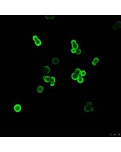 Millipore Anti-Glucuronoxylomannan (Gxm) Antibody, Clone 18b7