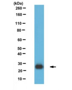 Millipore Anti-Lst1, Clone 7e2 Antibody