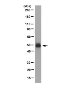 Millipore Anti-Par-2 Antibody, Clone Sam11