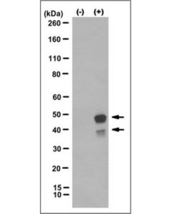 Millipore Anti-Caspase-4, Clone 17d9 Antibody