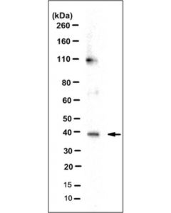 Millipore Anti-Fpr1/2 Antibody, Clone Nfpr1