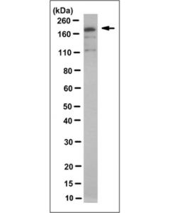Millipore Anti-Mrp8 Antibody/Abcc11, Clone 2