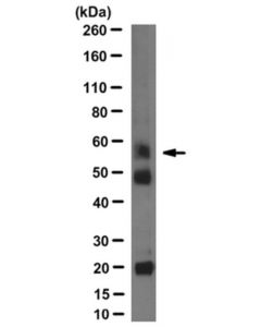 Millipore Anti-Dc-Stamp Antibody, Clone 1a2
