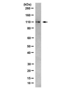 Millipore Anti-Erap1 Antibody, Clone 16a7.1