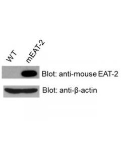 Millipore Anti-Eat-2 Antibody, Clone 8f12