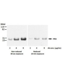 Millipore Anti-Proteinase 3/Pr3 Antibody, Clone Mcpr3-3