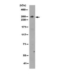 Millipore Anti-Ip3r3 Antibody, Clone 6g12.1