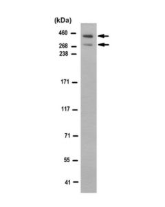 Millipore Anti-Atbf1 Antibody, Clone 5a1.1