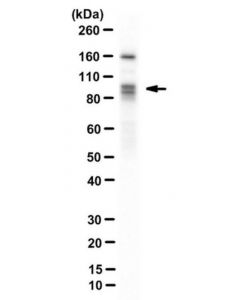 Millipore Anti-Dyrk1a Antibody, Clone 8d9
