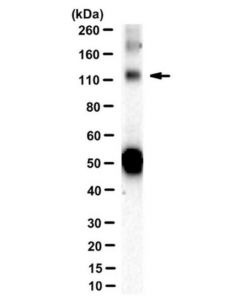 Millipore Anti-Syne1 Antibody, Clone 200a6
