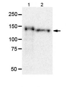 Millipore Anti-Nb-2/Cntn5 Antibody, Clone 1a6