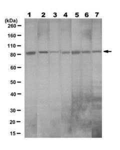 Millipore Anti-Cdc4 (Fbxw7) Antibody, Clone 9d8.1