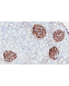 Millipore Anti-Glepp1/Ptpro Antibody, Clone 5c11