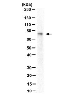 Millipore Anti-Ampk Alpha 1/2 Antibody, Clone 34.2
