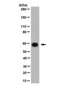 Millipore Anti-Ppiase Fkbp4 Antibody, Clone Kn382/Ec1