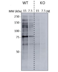 Millipore Anti-O-Glcnac Antibody, Clone Ctd110.6