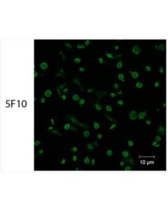 Millipore Anti-Par4 Antibody, Clone 5f10