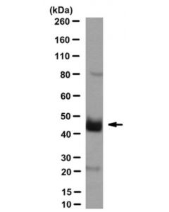 Millipore Anti-Par4 Antibody, Clone 14h6