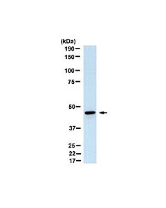 Millipore Anti-Serpin B13 Antibody, Clone B29