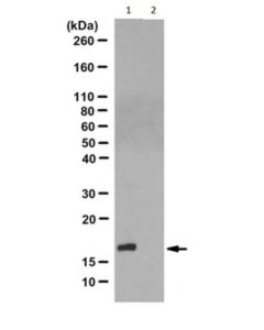 Millipore Anti-N1-Phosphohistidine (1-Phis) Antibody, Clone Sc1-1