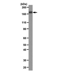Millipore Anti-Irs-2 Antibody, Clone 9.5.2