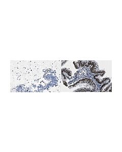 Millipore Anti-Dach1 Antibody, Clone 1f6.1
