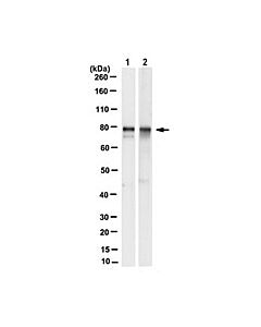 Millipore Anti-Tab-2 Antibody, Clone 1d5.2