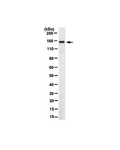 Millipore Anti-Rnf123 Antibody, Clone 2c10.1