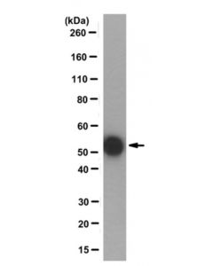 Millipore Anti-Monoglycylated Tubulin Antibody, Clone Tap 952