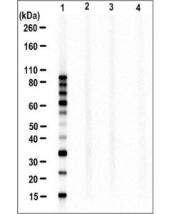 Millipore Anti-Linear Ubiquitin Antibody, Clone Lub9